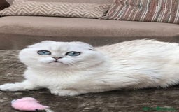 Scottish Fold cats for sale: last beautiful scottish fold boy - Image 6