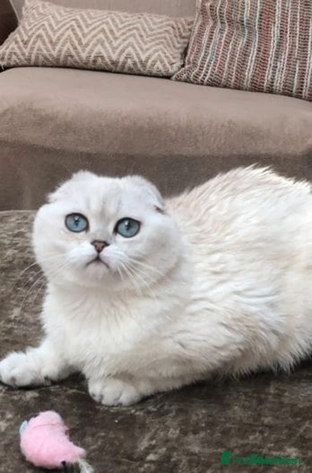 Scottish Fold cats for sale: last beautiful scottish fold boy - Image 6