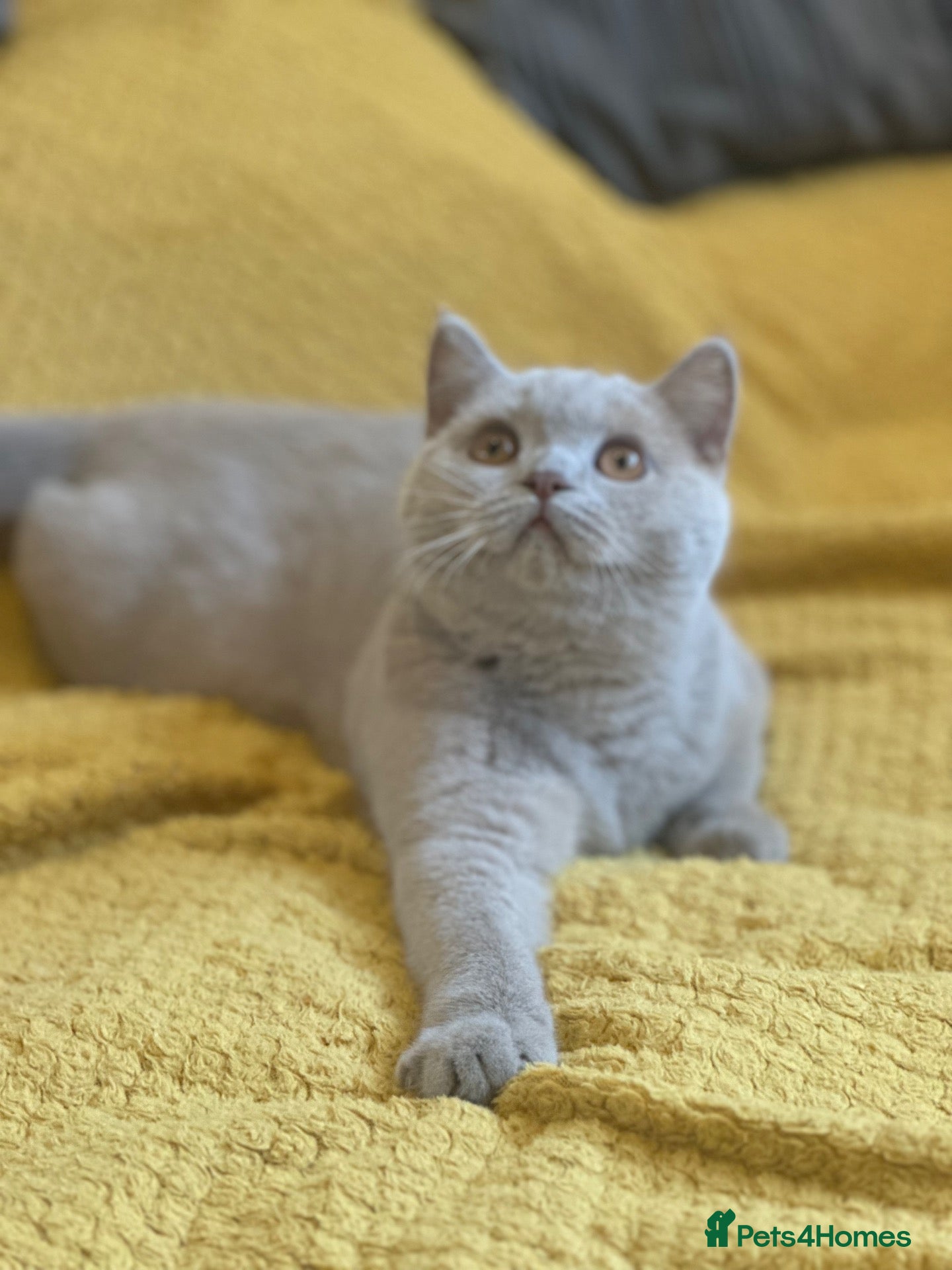 British Shorthair cats British shorthair rare colors  - Advert 2