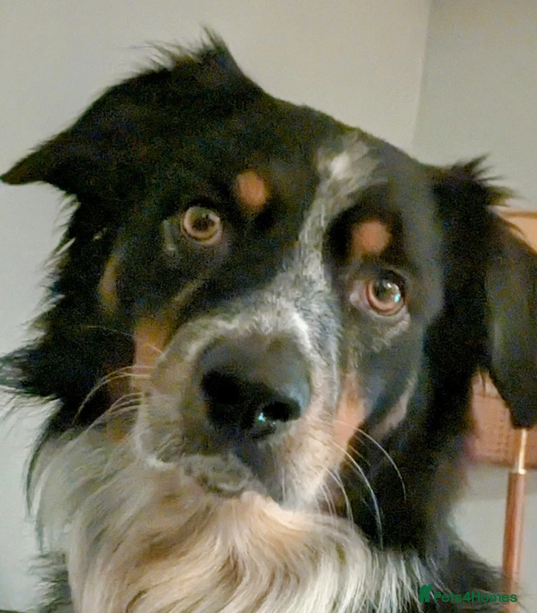 Border Collie dogs for stud: Stud, Free for Pup - Advert 1