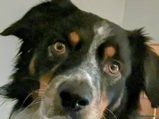 Border Collie dogs Stud, Free for Pup - Advert 1