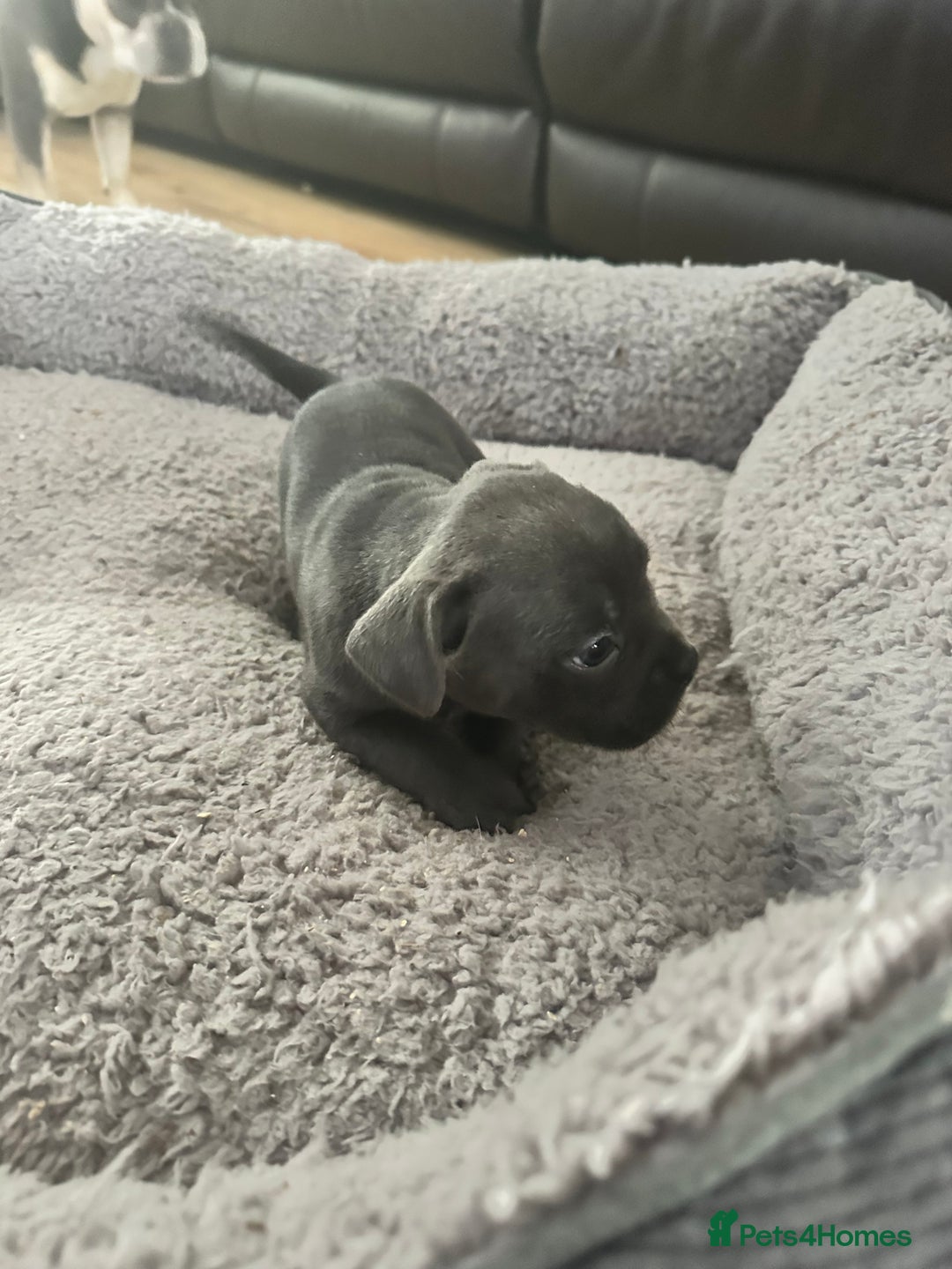 Mixed Breed dogs for sale: American French bulldog  - Image 7