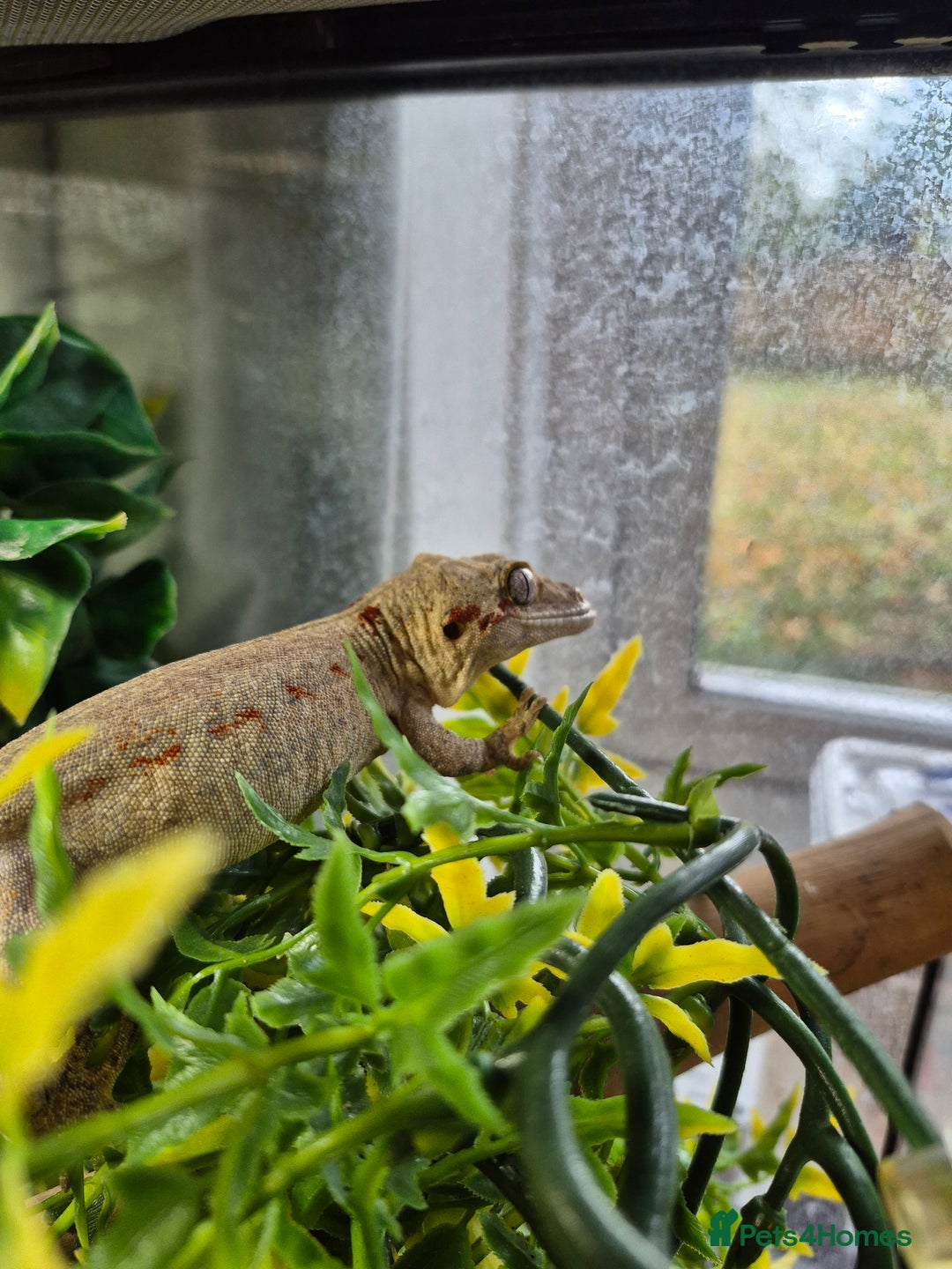 Gecko reptiles for sale: Red stripped gargoyle gecko  - Image 3