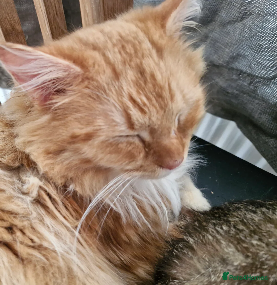 Mixed Breed cats for sale: Ragdoll/British short hair x mancoon - Advert 1