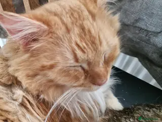 Mixed Breed cats Ragdoll/British short hair x mancoon - Advert 6