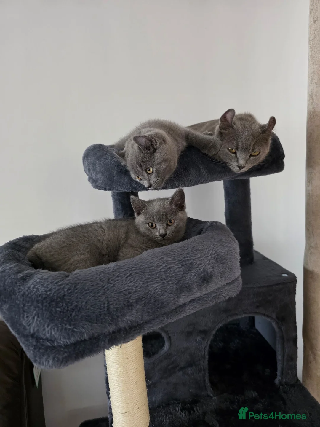 British Shorthair cats for sale: Blue British Shorthair Kittens – 1 Male & 1 Female - Advert 1