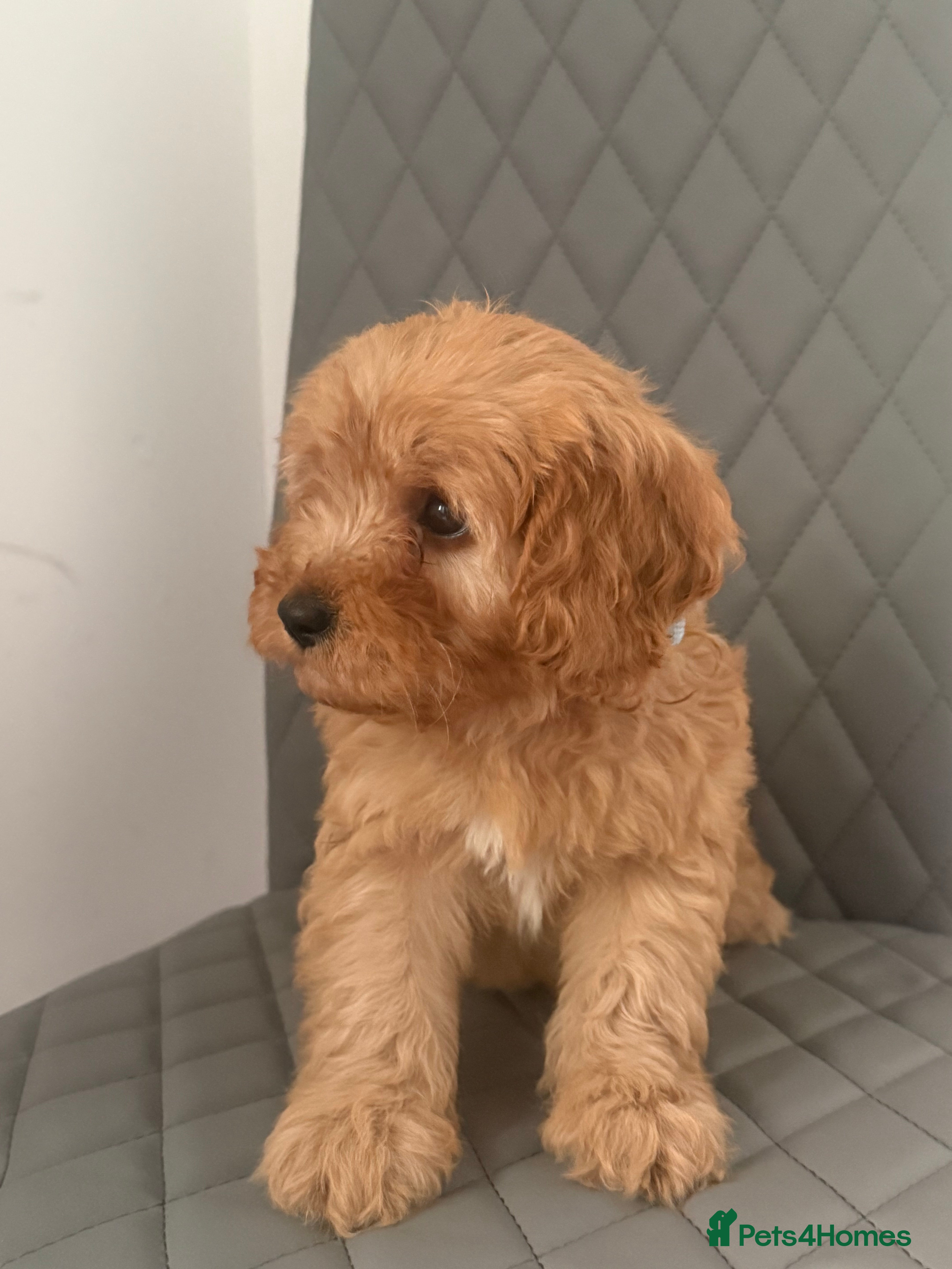 Cavapoo dogs 1 male Cavapoo puppy  - Advert 4