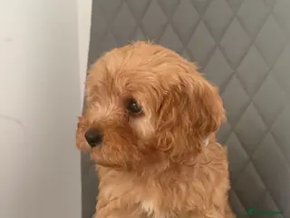 Cavapoo dogs 1 male Cavapoo puppy - Advert 4