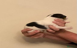 Jack Russell dogs for sale: Jack Russel puppies for sale  - Image 4
