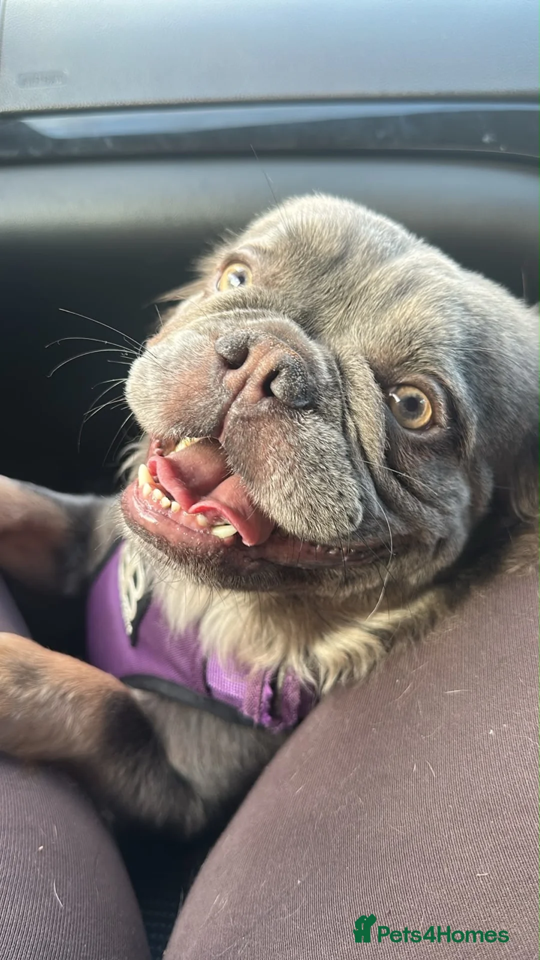 French Bulldog dogs for sale: Fluffy French bulldog for rehoming  - Advert 6
