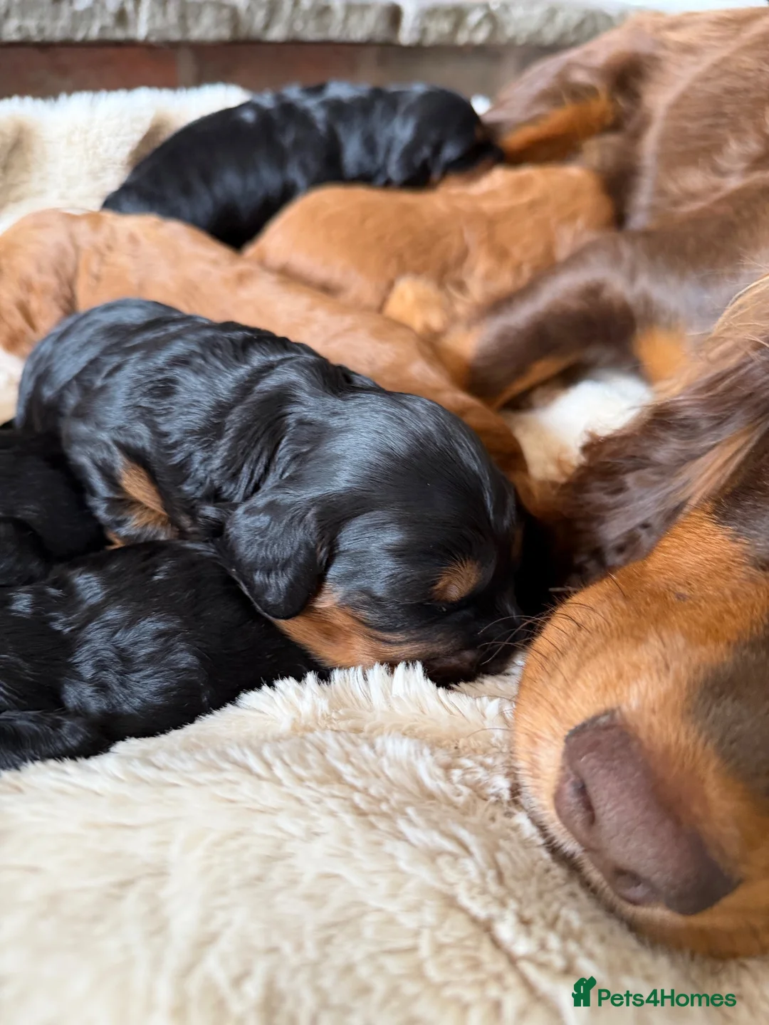 Cockapoo dogs for sale: Stunning,  Quality F1 Cockapoo’s Kc reg parents  - Advert 18