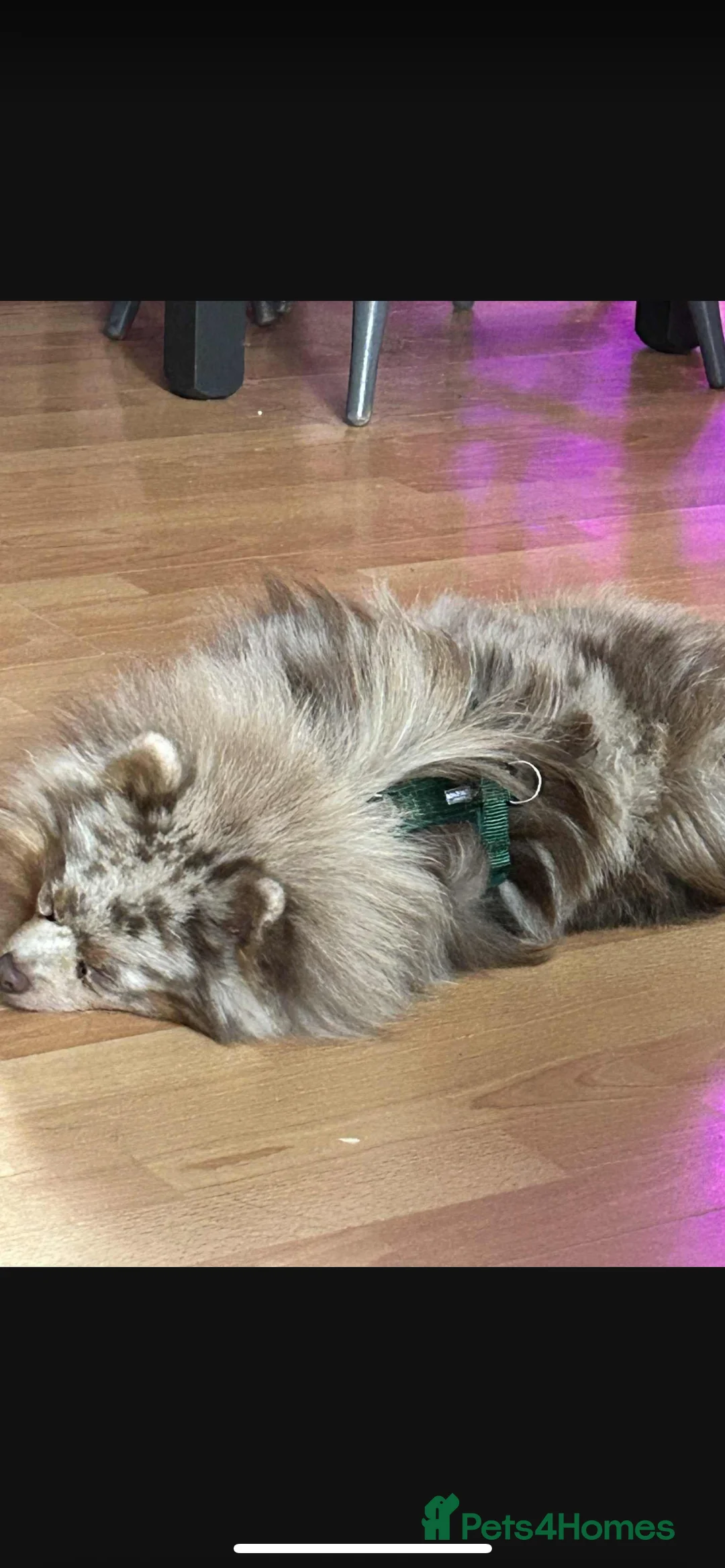 Pomsky dogs for sale: 2 year old pomsky for rehoming  - Advert 7