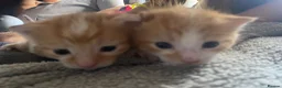 Mixed Breed cats for sale: 4 Beautiful fluffy kittens  - Advert 8