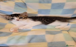 Mixed Breed cats for sale: Kittens Ready Now - Image 16