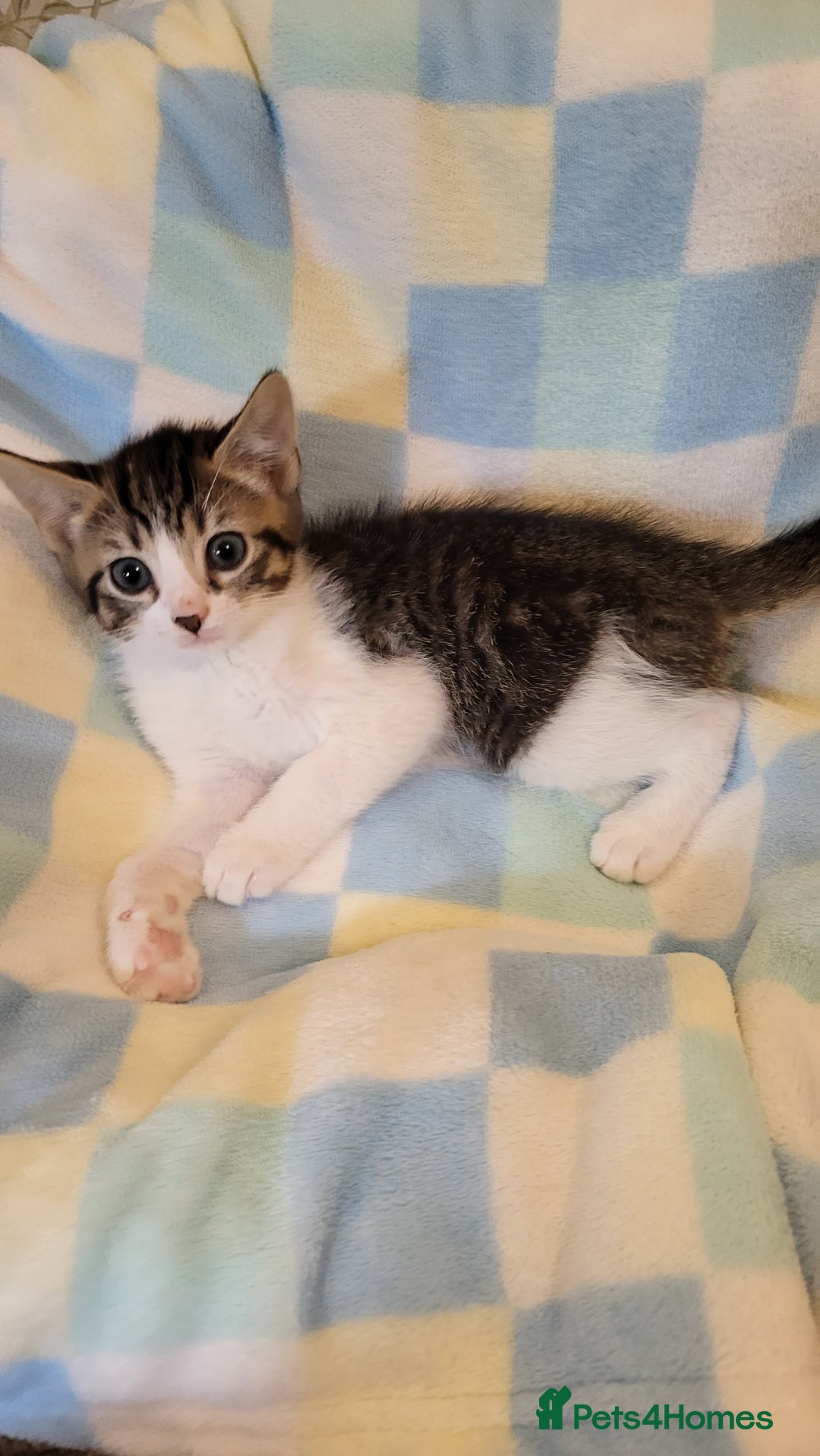 Mixed Breed cats for sale: Kittens Ready Now - Image 16