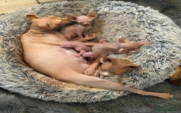 Sphynx cats for sale: Sphynx kittens for sale  - Image 2