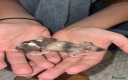 Mouse rodents for sale: Male fancy mice 🐭  in Honiton - Image 14