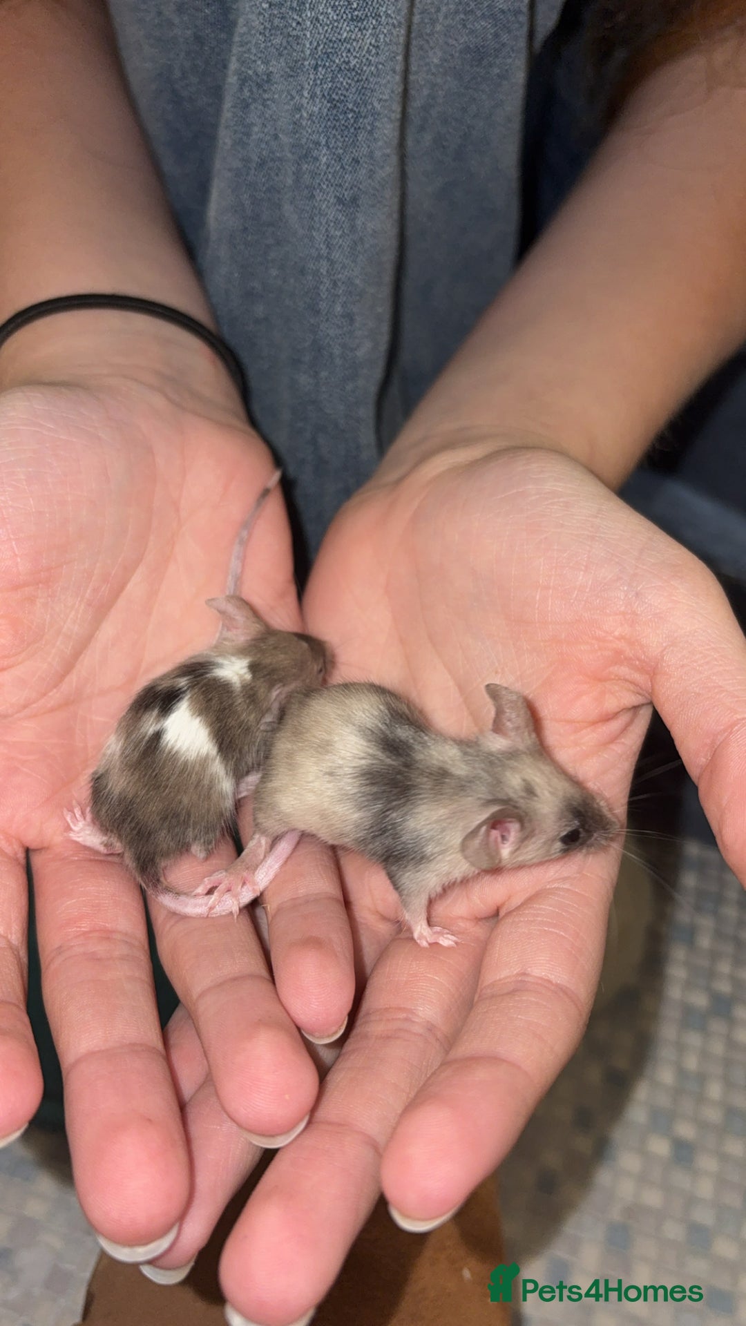 Mouse rodents for sale: Male fancy mice 🐭  in Honiton - Image 14