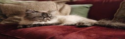 Persian cats for sale: Beautiful Persian ultra  **  - Advert 2
