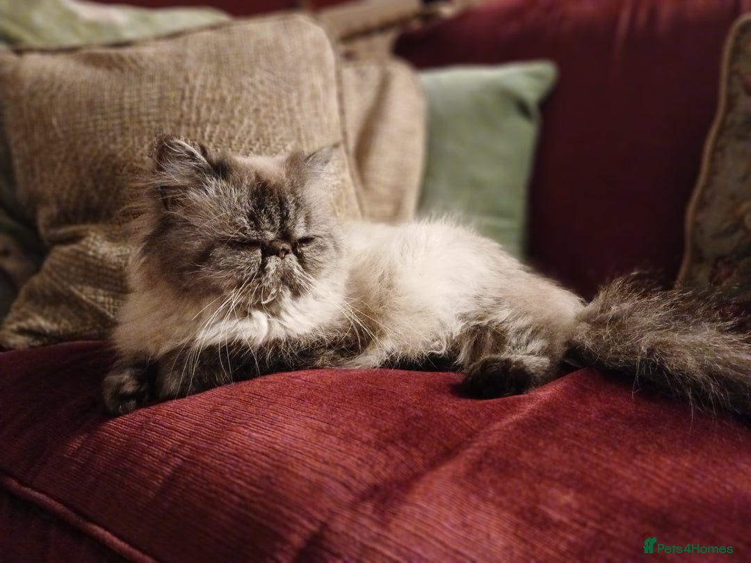 Persian cats for sale: Beautiful Persian ultra  **  - Advert 2
