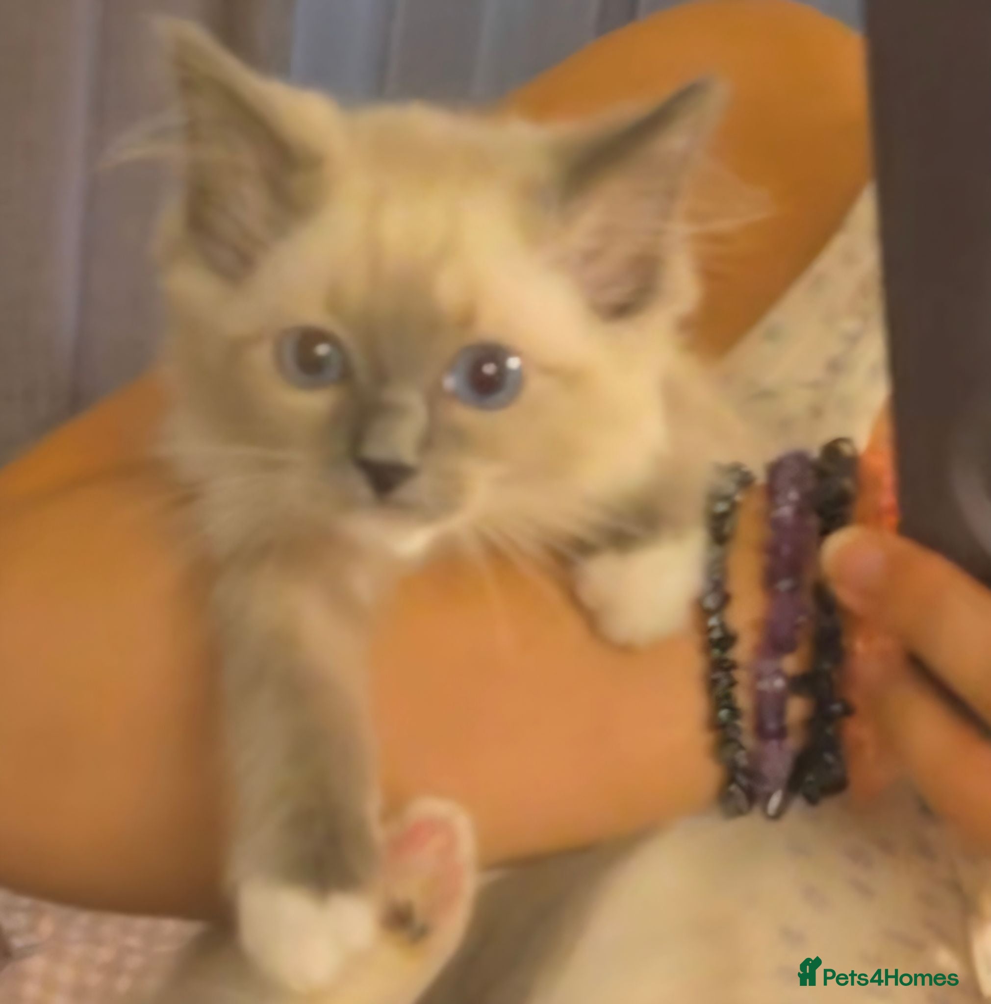 Ragdoll cats Ready to go Pure Ragdoll Kittens - Advert 10