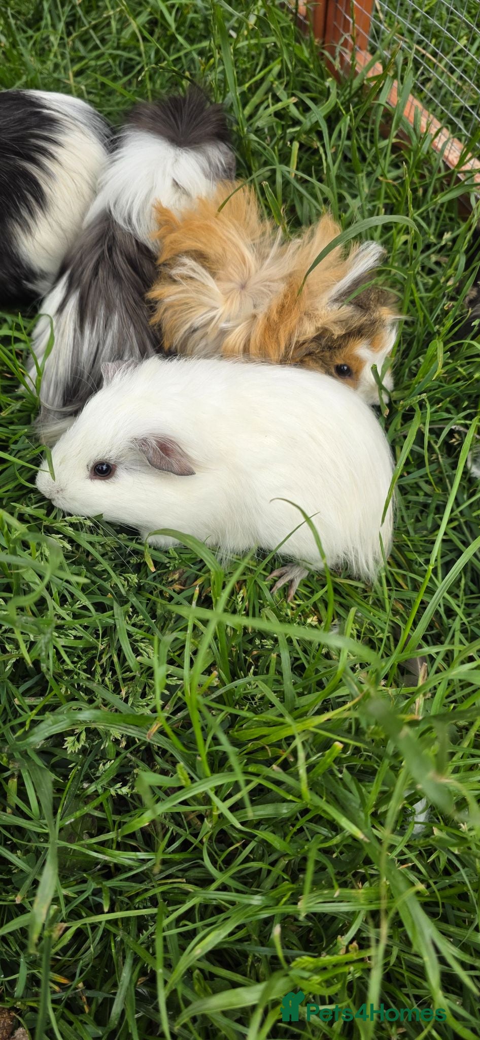 Guinea Pig rodents Female guinea pigs - Advert 2