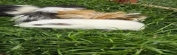Guinea Pig rodents for sale: Female guinea pigs in Musselburgh - Advert 1