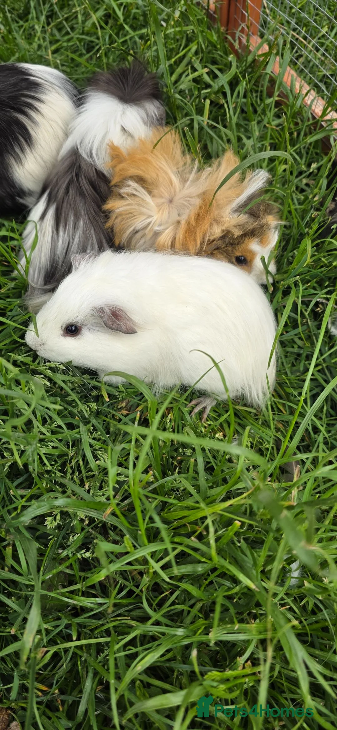 Guinea Pig rodents for sale: Female guinea pigs in Musselburgh - Advert 1