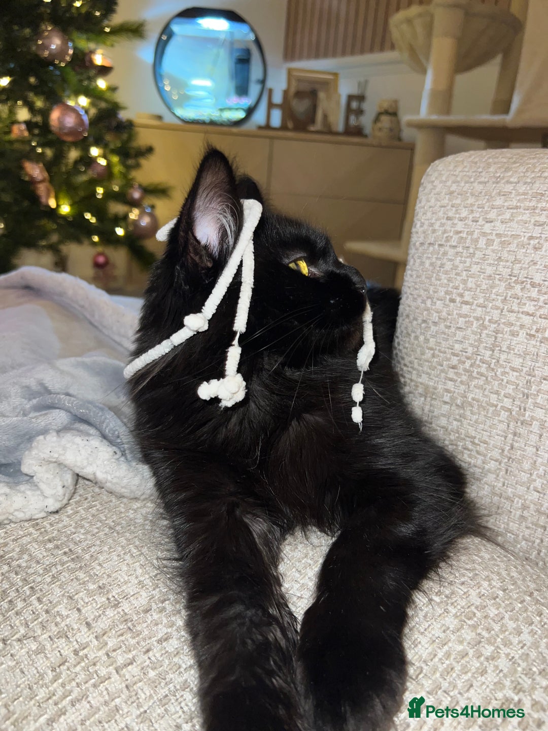 Maine Coon cats for sale: Willow  - Advert 6