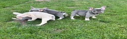 French Bulldog dogs for sale: 🩷READY NOW.. Gorgeous litter of Frenchies🩷  - Advert 14