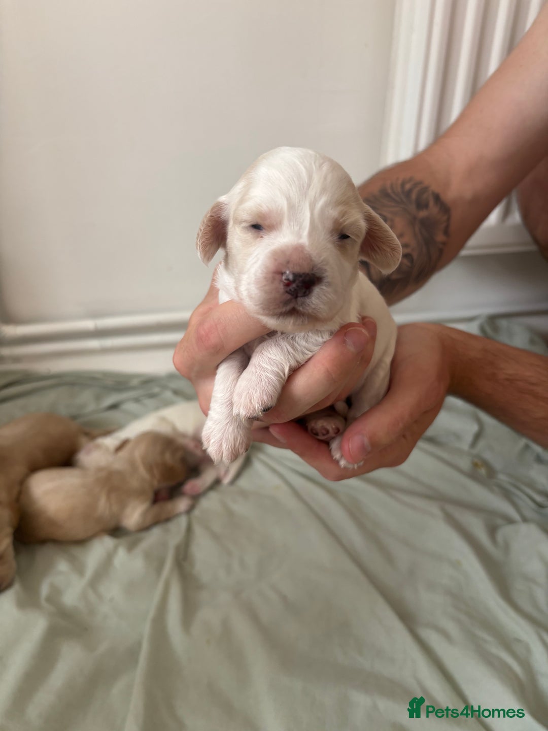 Cocker Spaniel dogs for sale: Cocker spaniel puppies  - Image 11