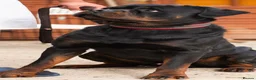 Rottweiler dogs for stud: BIG BONED GERMAN ROTTWEILER FOR STUD  - Advert 6