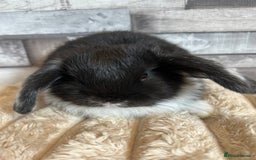 Mini Lop rabbits for sale: ⭐️Pure Breed Holland lops⭐️ - Image 16