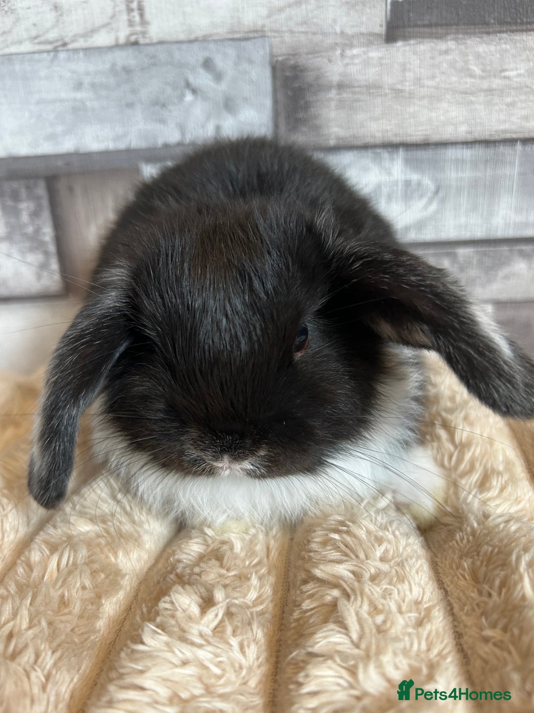 Mini Lop rabbits for sale: ⭐️Pure Breed Holland lops⭐️ - Image 16