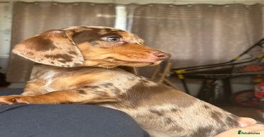 Dachshund dogs - Advert 4
