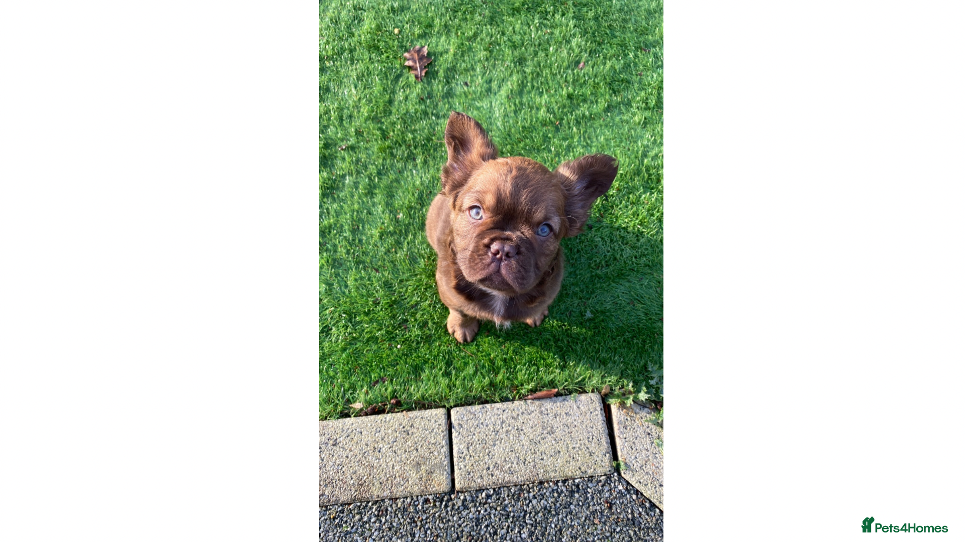 French Bulldog dogs PRICE DROP 1 GIRL LEFT FLUFFY FRENCH BULLDOGS - Advert 3