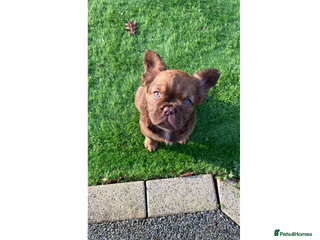 French Bulldog dogs PRICE DROP 1 GIRL LEFT FLUFFY FRENCH BULLDOGS - Advert 4