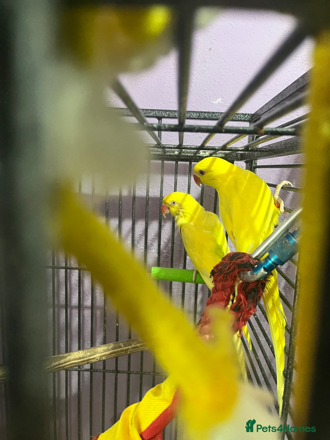 Ringnecks birds for sale: Lutino ringnecks  - Image 4