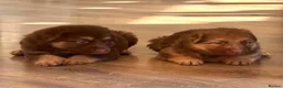 German Shepherd dogs for sale: KC reg Chunky bold liver bitch puppies  - Advert 7