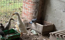 Ducks poultry for sale: Pure Indian running ducklings - Image 2