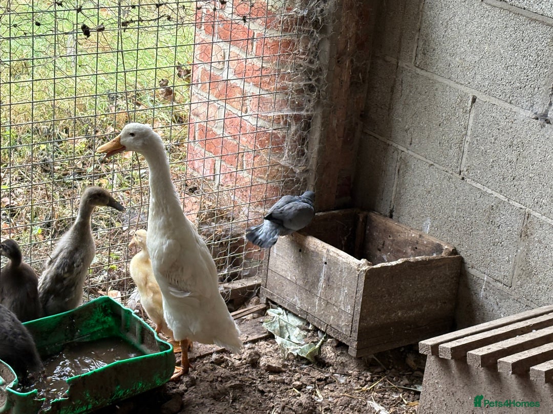 Ducks poultry for sale: Pure Indian running ducklings - Image 2