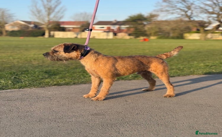 Border Terrier dogs - Advert 2