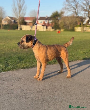 Border Terrier dogs - Advert 1