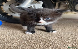 Maine Coon cats for sale: Maine coon x  - Image 1