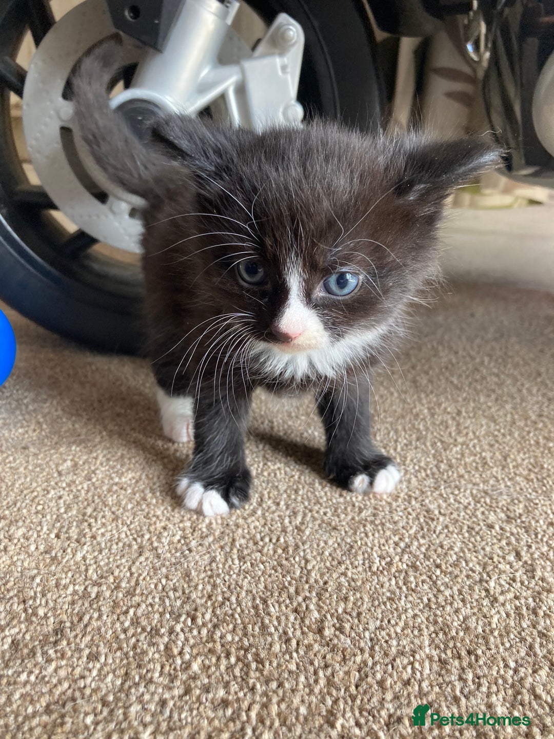Maine Coon cats for sale: Maine coon x  - Image 1