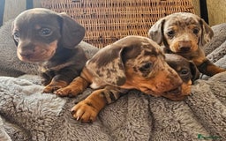 Miniature Dachshund dogs for sale: *CHAMPION LINES* Miniature Dachshund puppies - Image 12