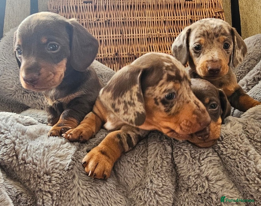 Miniature Dachshund dogs for sale: *CHAMPION LINES* Miniature Dachshund puppies - Image 12
