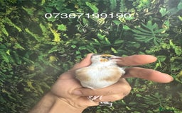 Finches birds for sale: Goldfinch for sale  - Image 18