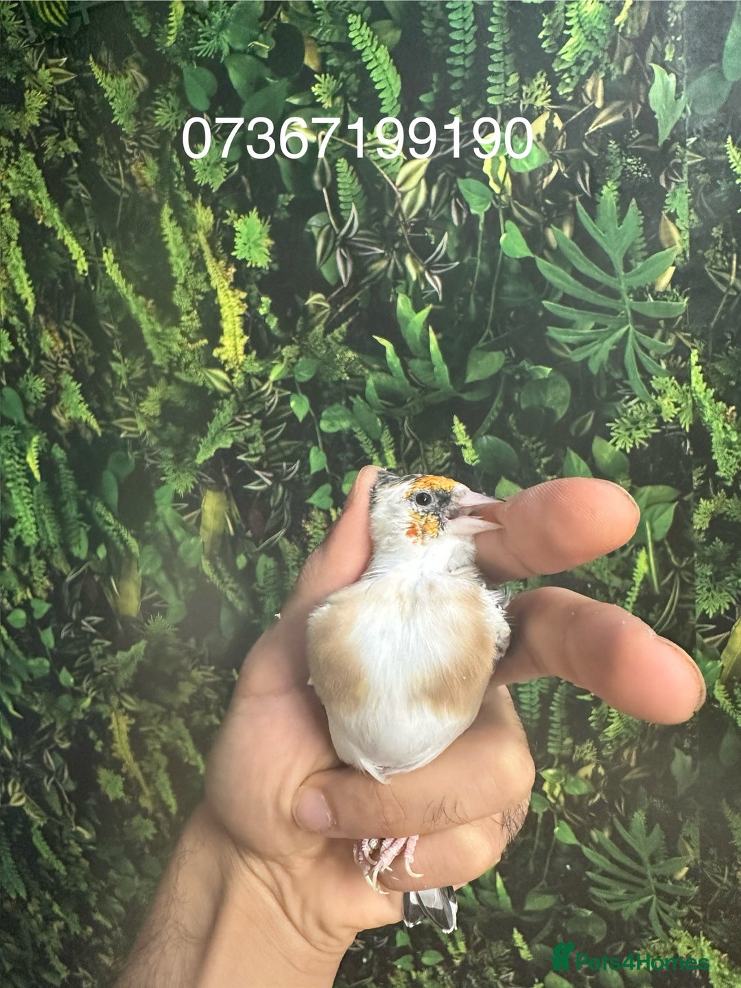 Finches birds for sale: Goldfinch for sale  - Image 18