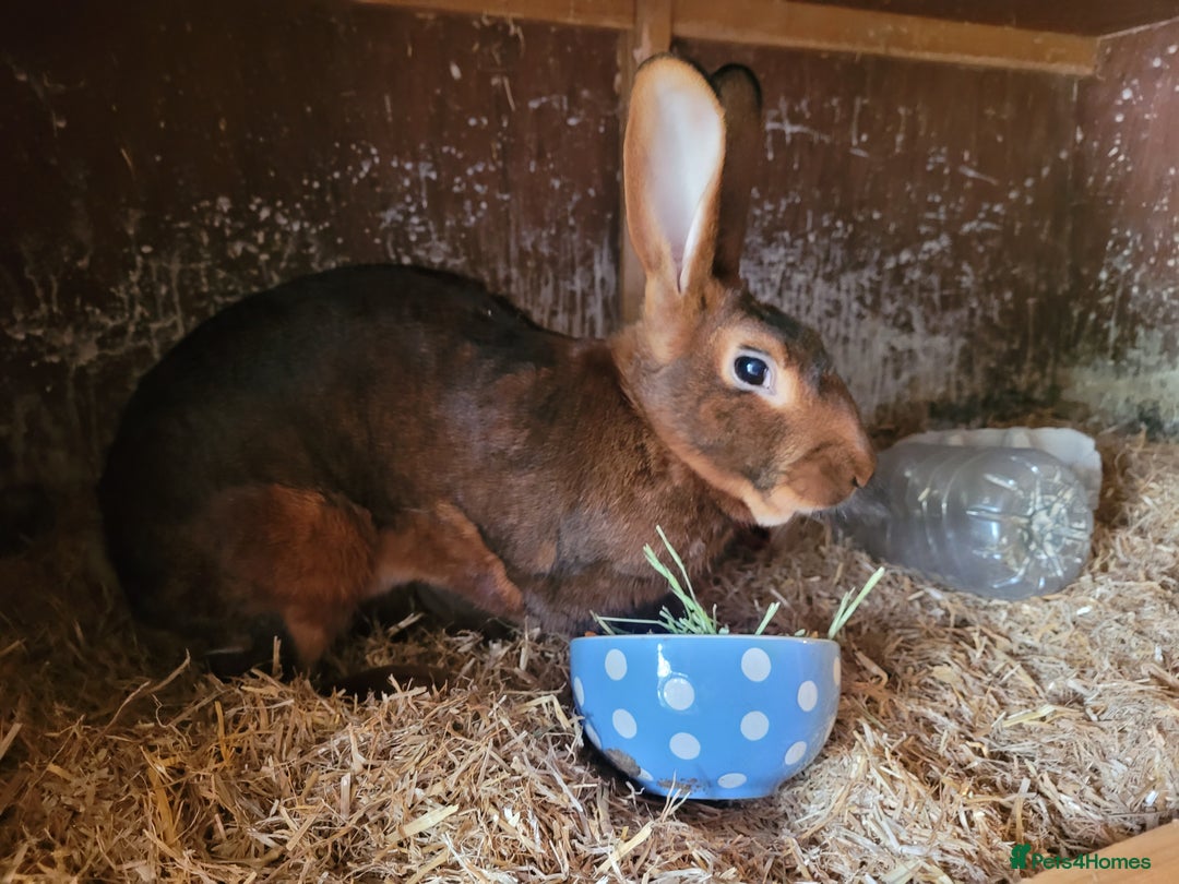 Belgian Hares rabbits for sale: 'Hector' beautiful red Belgian Hare buck - Image 1
